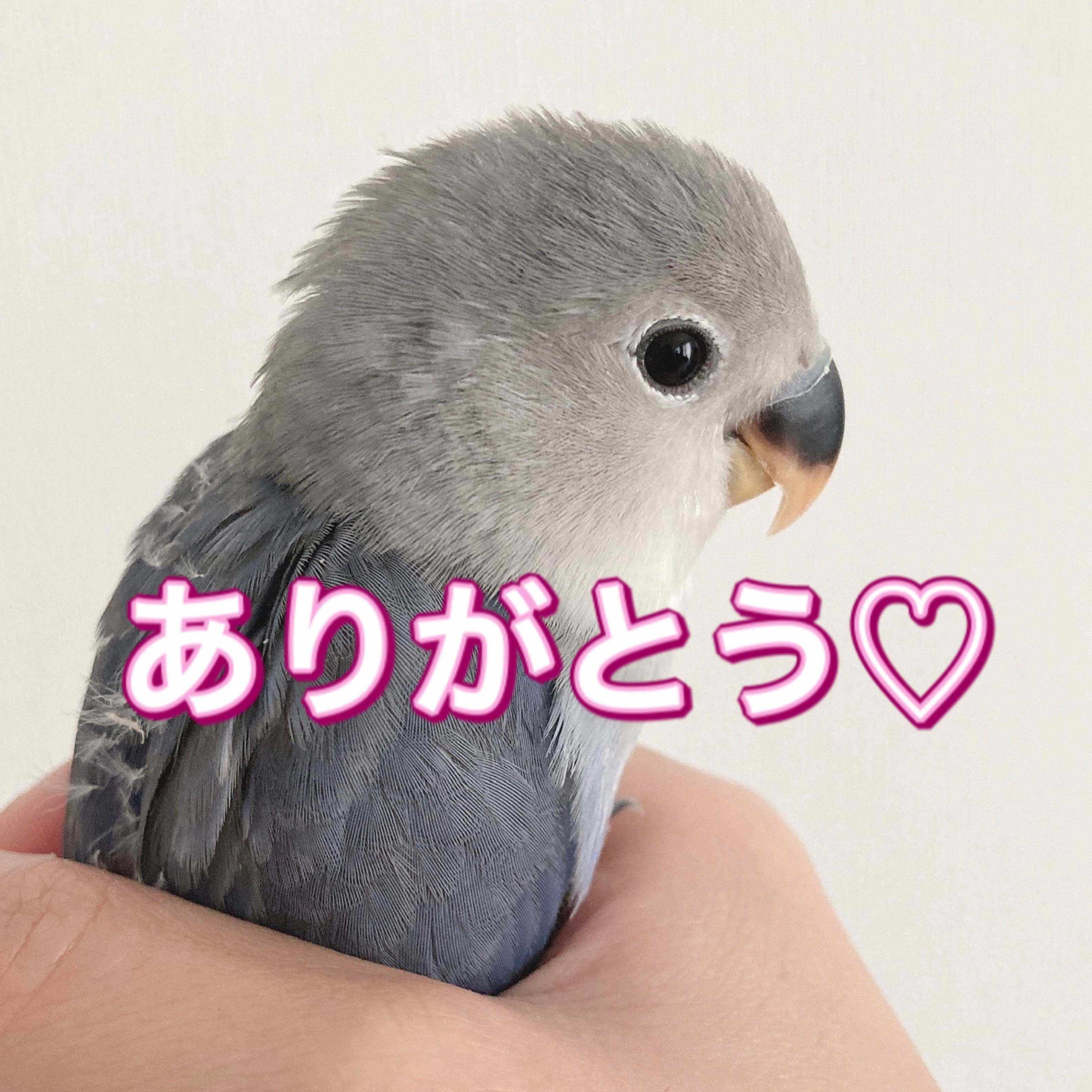 コザクラインコのヒナが眠りにつく様子 すいちゃん ゆるミニマリストのコザクラインコ暮らし Note コザクラインコのヒナが眠りにつく様子 すいちゃん ゆるミニマリストのコザクラインコ暮らし Note