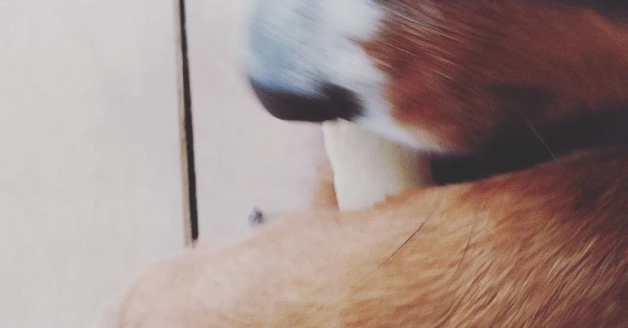 犬に骨を与える 割れと加熱について こなき屋 Note
