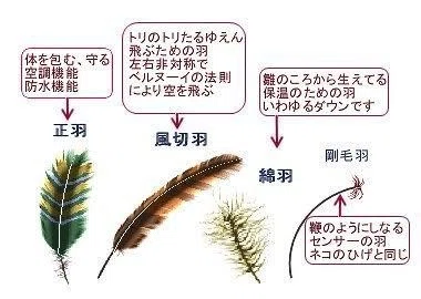 第1336回 鳥の羽って ⑴｜翆野 大地 