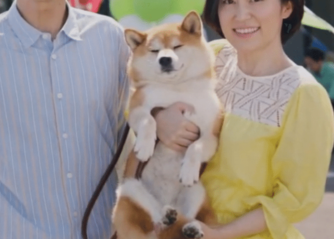 油断してたらカーコンビニ倶楽部のcmに柴犬が出てきた話 しばいぬたろう Note