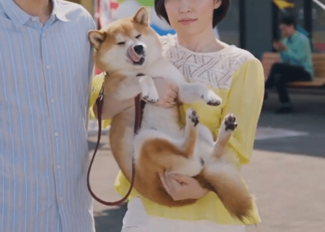 油断してたらカーコンビニ倶楽部のcmに柴犬が出てきた話 しばいぬたろう Note