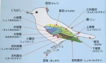 第1336回 鳥の羽って ⑴|翆野 大地