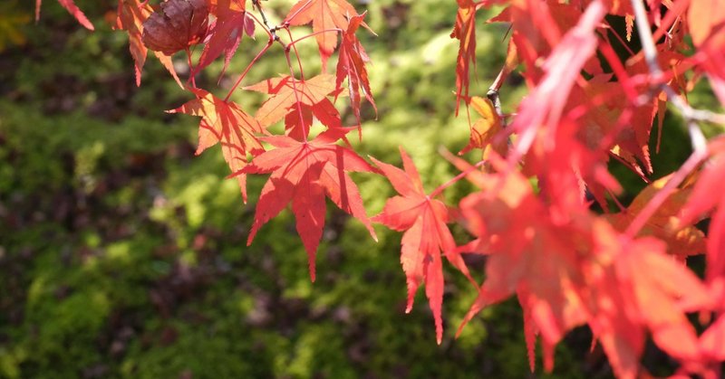 多治見の紅葉の名所、虎渓山永保寺　モミジは見頃へ