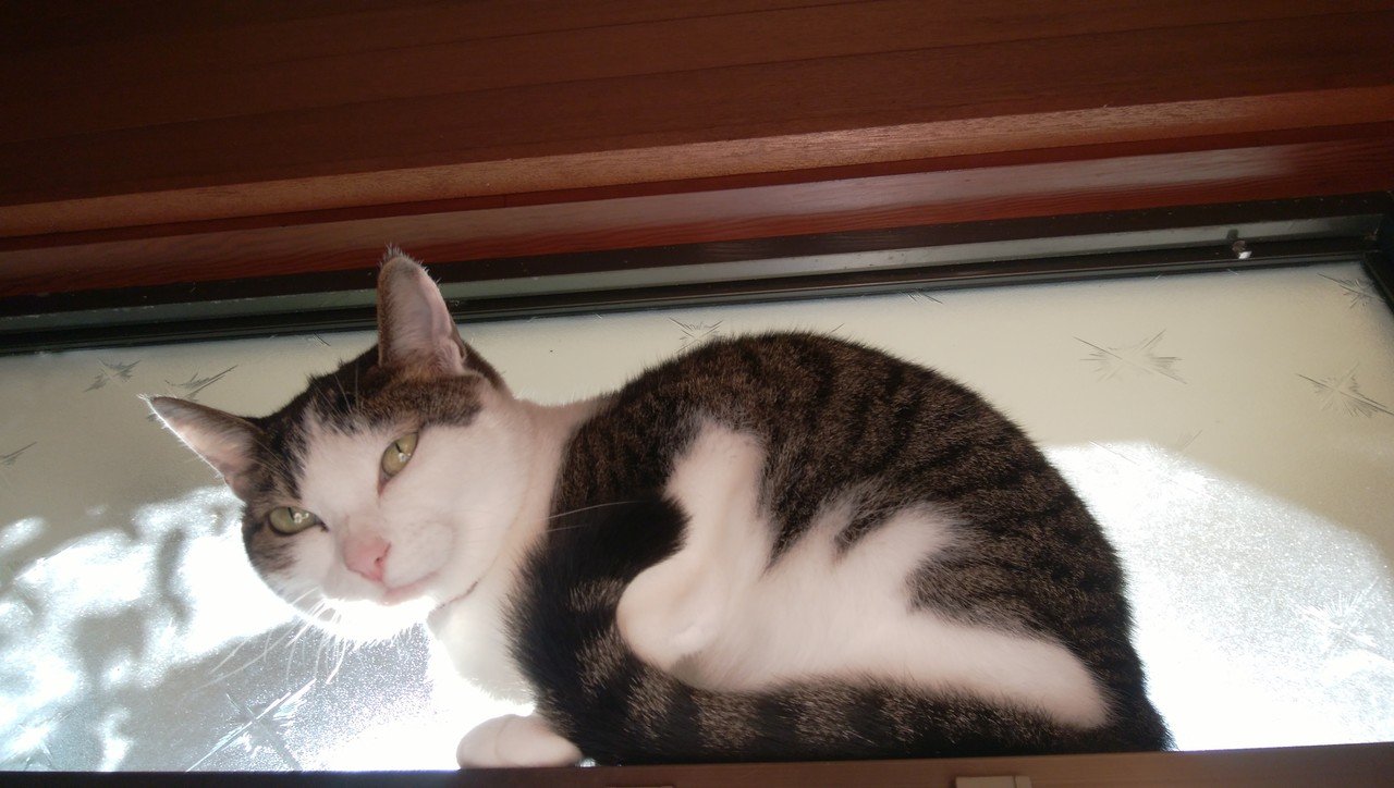 父が毎日聞いてくること 先が丸い髭剃りどこやったの どこ探してもみつからんのよ 私が毎日答えること あれは壊れたから白い のに変えたよ Anona Note 父が毎日聞いてくること 先が丸い髭剃りどこやったの どこ探してもみつからんのよ 私が毎日答えること あれは壊れたから白い のに変えたよ Anona Note