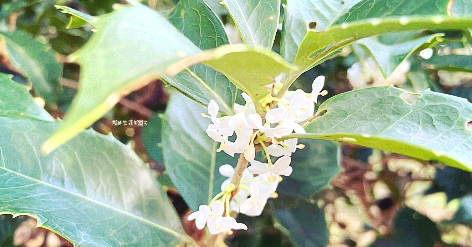 11月8日 誕生花は柊 誕生花短歌 御子柴 流歌 Note 11月8日 誕生花は柊 誕生花短歌 御子柴 流歌 Note