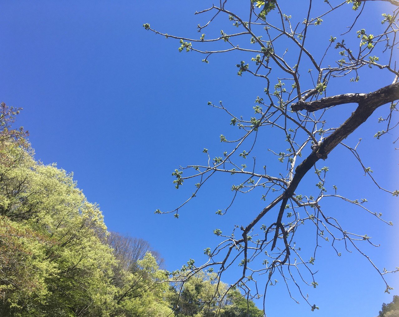 Vol 4 花緑青という名の毒 Mochi Note Vol 4 花緑青という名の毒 Mochi Note