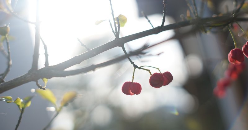 【激安レンズはここまで来た】すべてが高水準でまとまった TTArtisan 35mm f1.4 APS-C レビュー【8000円切り！】