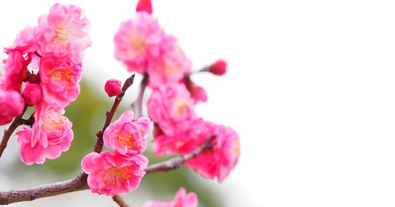 オーラソーマの誕生日ボトルが教えてくれたこと いおり 求人 採用 マーケティング三刀流ライター note