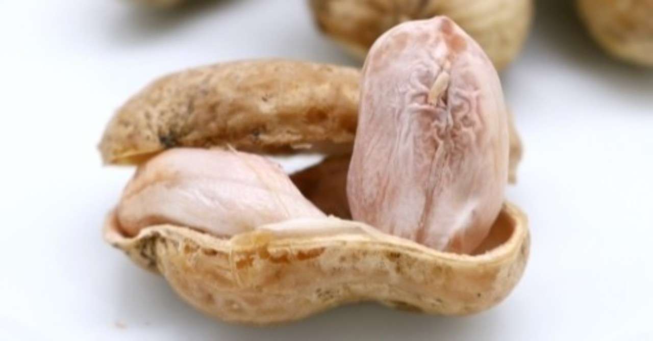 毎日コツコツ料理暮らし その80 期間限の絶品の味 茹で落花生 関西 男性料理研究家 発酵マイスター 久保 崇裕 Kubo Takahiro Note