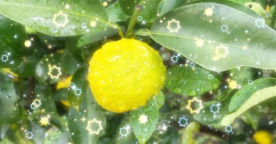 11 7立冬 うちの畑 玉ねぎ植え Soundsurfer さうと呼んでください Note