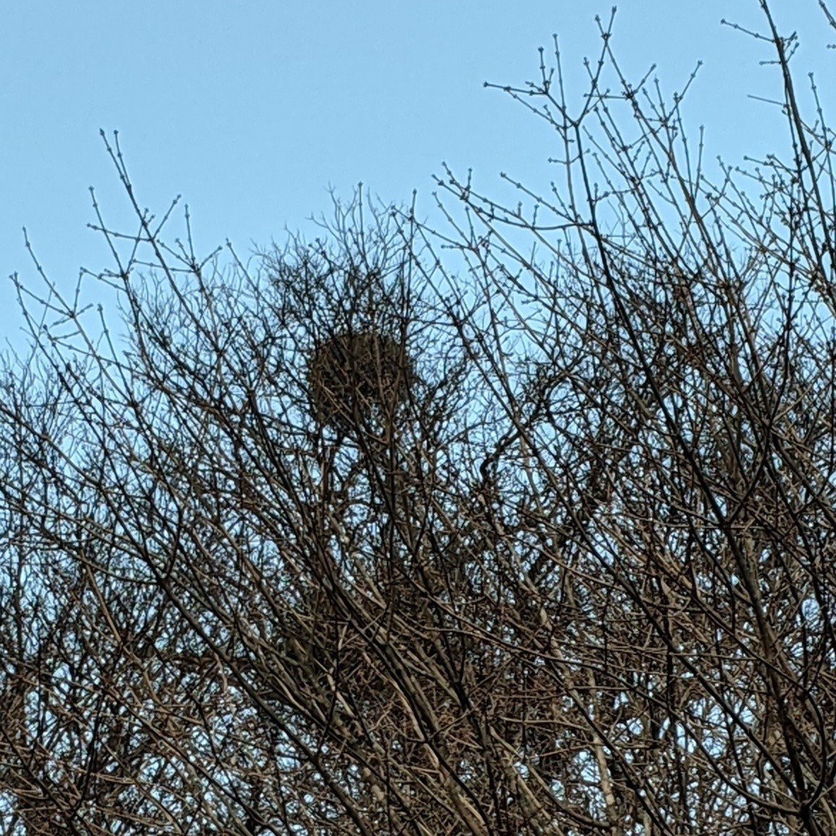 ヤドリギ　親木付き　朱色！ 樹木シリーズ81 ヤドリギ | あきた森づくり活動サポートセンター