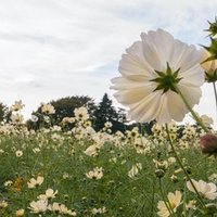 A子さんの恋人 1991 Maya Note