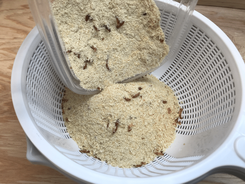 ミルワーム飼育 11 8 Day14 ザル導入と新たな観察 ミルワーム飼育日記 Note