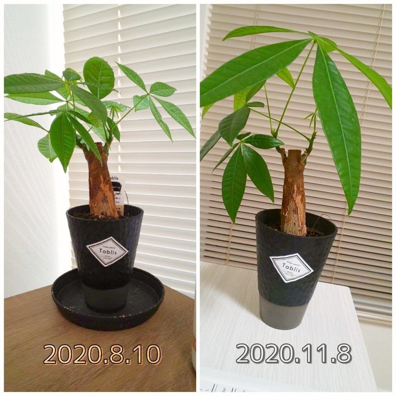 11 8 ごめんよパキラ 豆ノ とうの Note