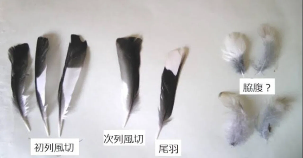 第1337回 鳥の羽って ⑵|翆野 大地