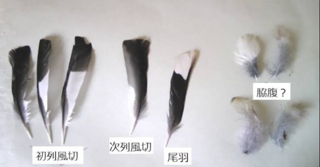 第1337回 鳥の羽って ⑵｜翆野 大地