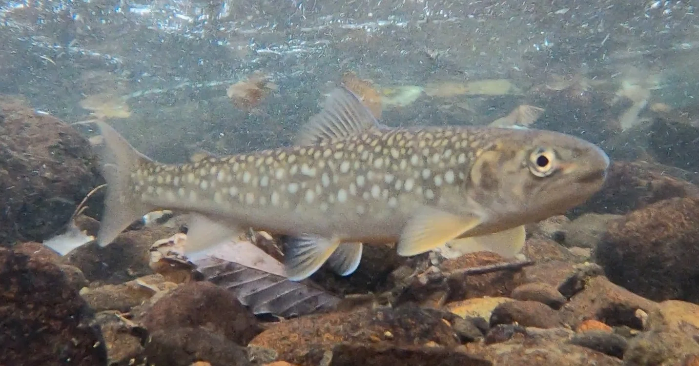 アメマスを探して 北海道魚類映画社 Note