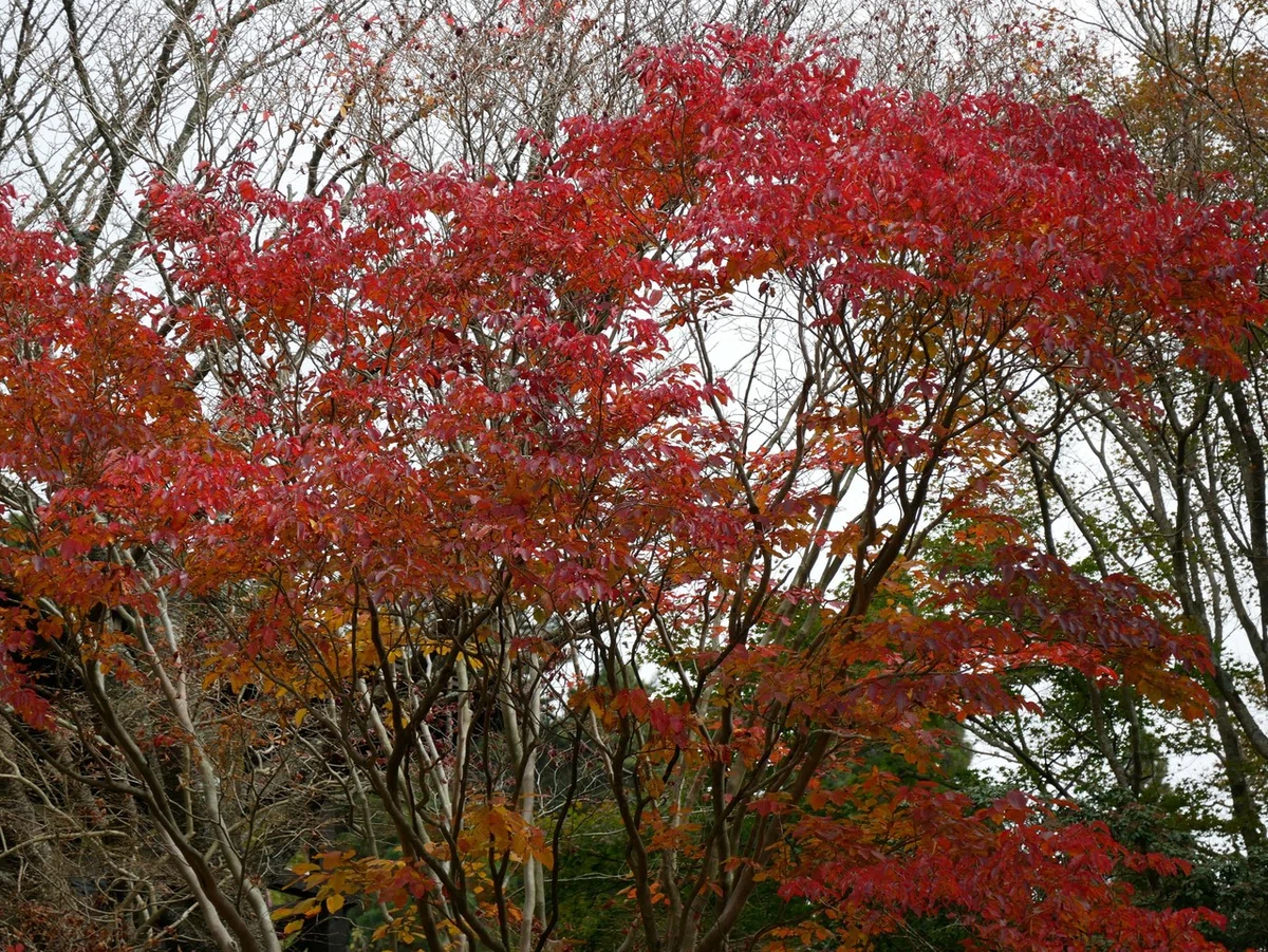 画像32
