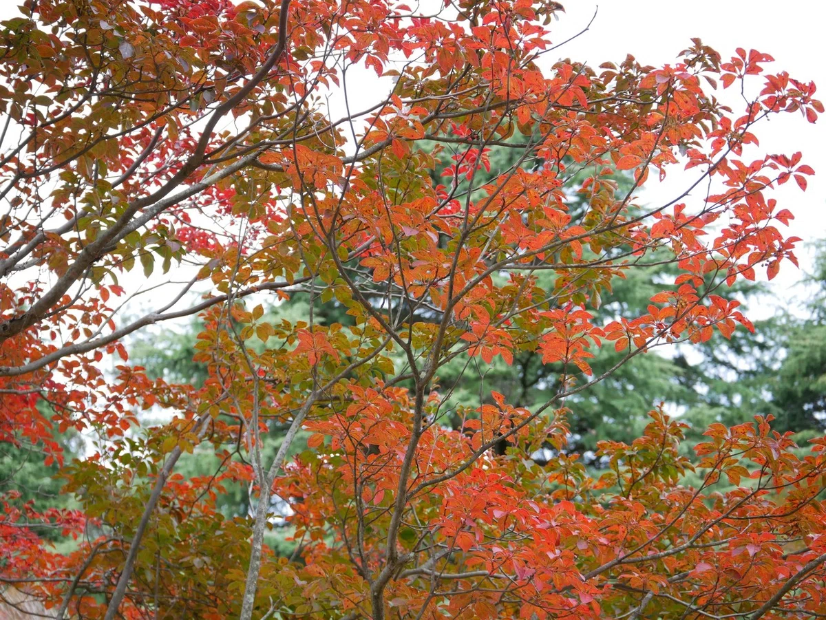 画像33
