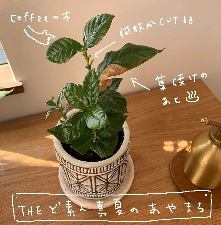 観葉植物を育ててみる Vol 1 Nanacomaruko Note 観葉植物を育ててみる Vol 1 Nanacomaruko Note