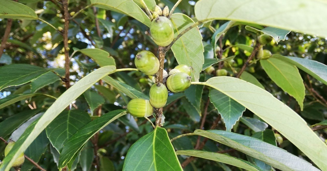 日本の税金は高過ぎる 一空さん Note