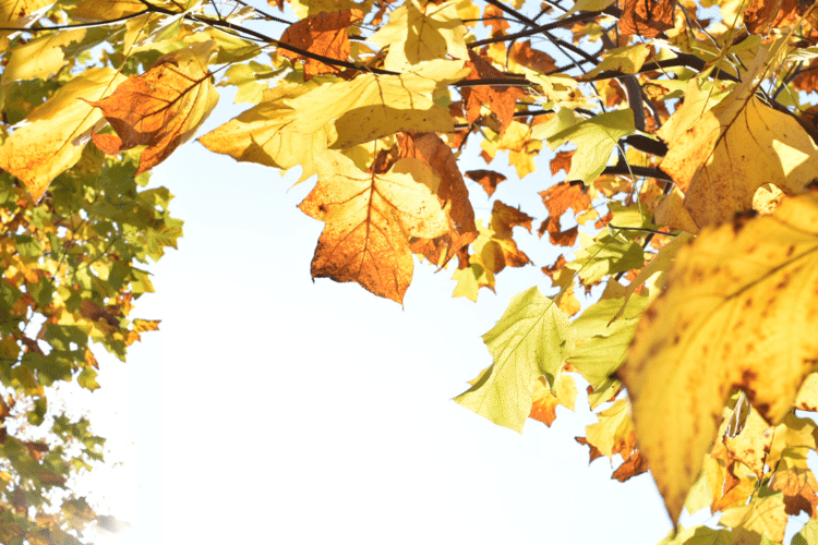 カーテンのように、額縁のように。美しく色づいた葉が空を縁取っています。