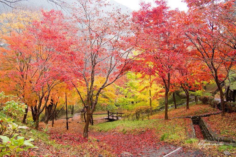 11月の中旬、奥多摩の紅葉が見頃だと思い出かけましたが、