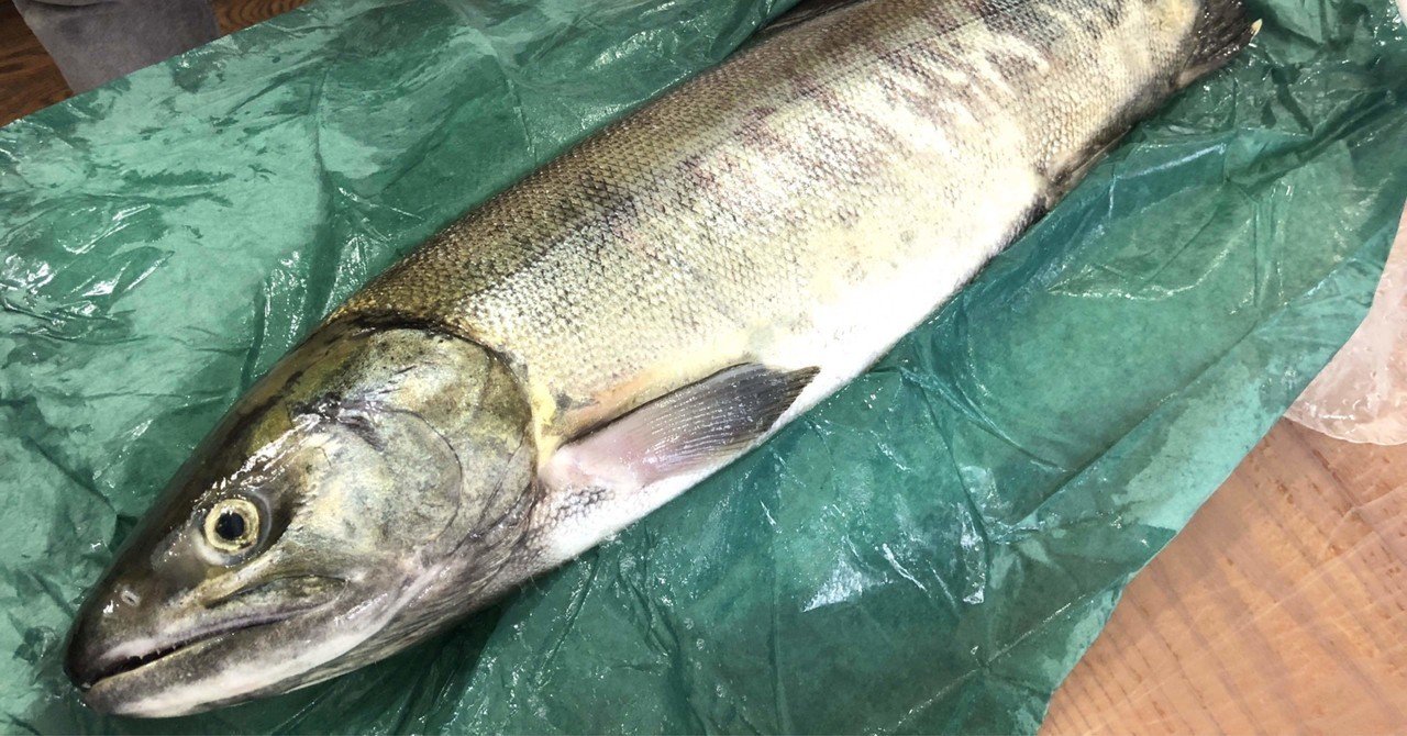 猫が悔しがるレベルで魚を食べ尽くす会」の新着タグ記事一覧｜note 