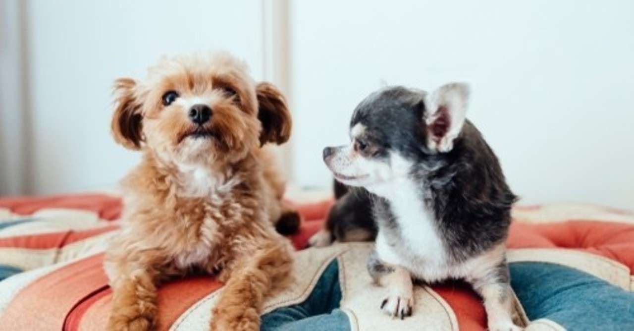 いろいろ チワプー 画像 466282 チワプー 成犬 画像 muryofish