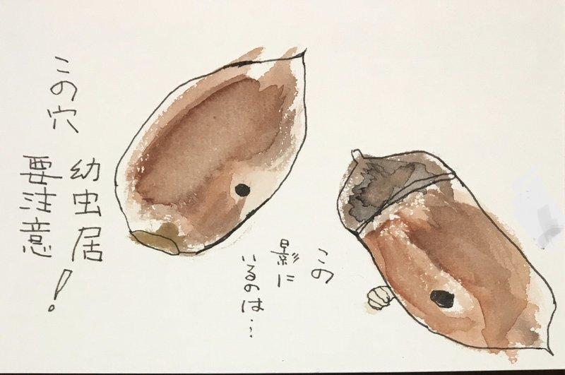 絵手紙 44 どんぐり しゅうこ Note 絵手紙 44 どんぐり しゅうこ Note