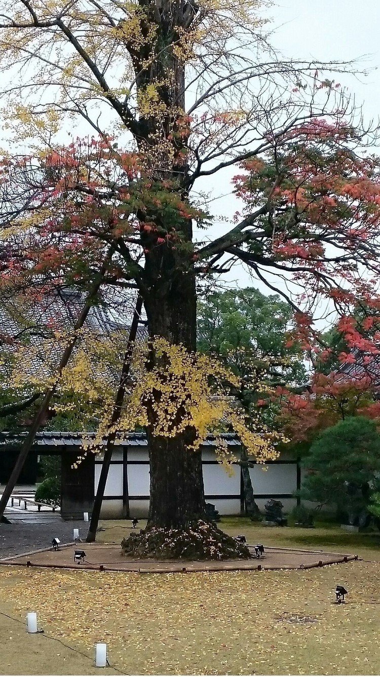 一本の木から銀杏と櫨（ハゼ）の紅葉が。2016/11/13 東寺（京都）