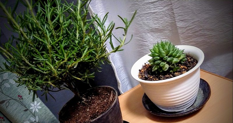 ローズマリーを室内で育てたら 生活リズムが整った 五冷ヒロ Note