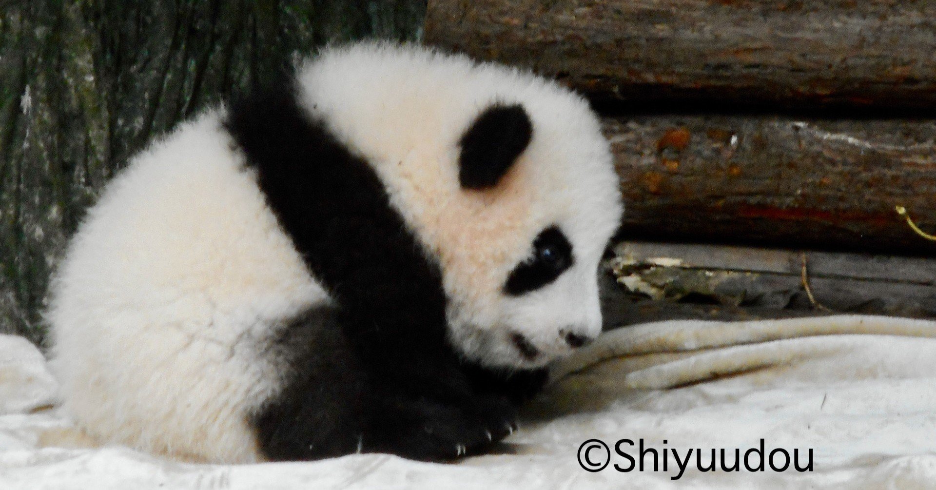 パンダ棚 中国のパンダニュースを読む No 27 11 9 Shiyuudou Note