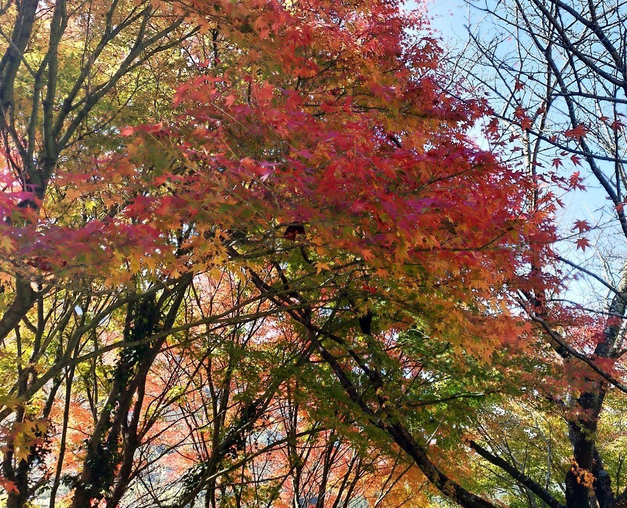 東温市の秋っぽい写真集 イワハシ 田舎暮らしnoter Note 東温市の秋っぽい写真集 イワハシ 田舎暮らしnoter Note