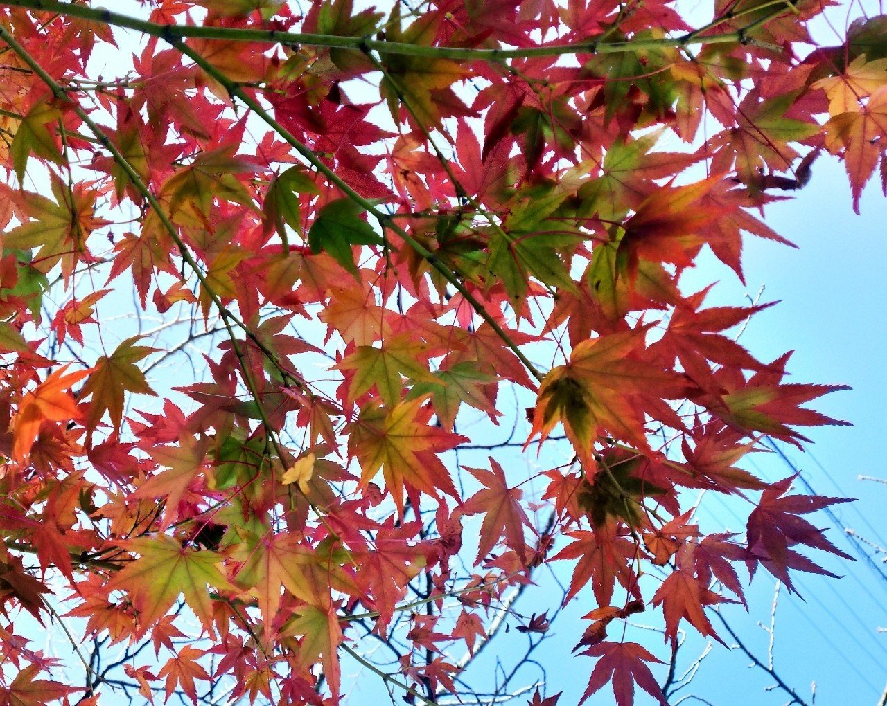 東温市の秋っぽい写真集 イワハシ 田舎暮らしnoter Note 東温市の秋っぽい写真集 イワハシ 田舎暮らしnoter Note