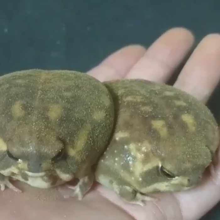 アメフクラガエルの飼い方 Tenonv Note