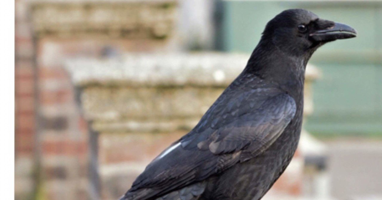 ハシボソガラス｜pocotate