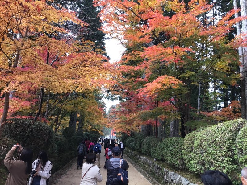真弓 マユミ が 実をつけました 高野山法徳堂 空海と高野山の魅力を独自の視点で伝えています Note