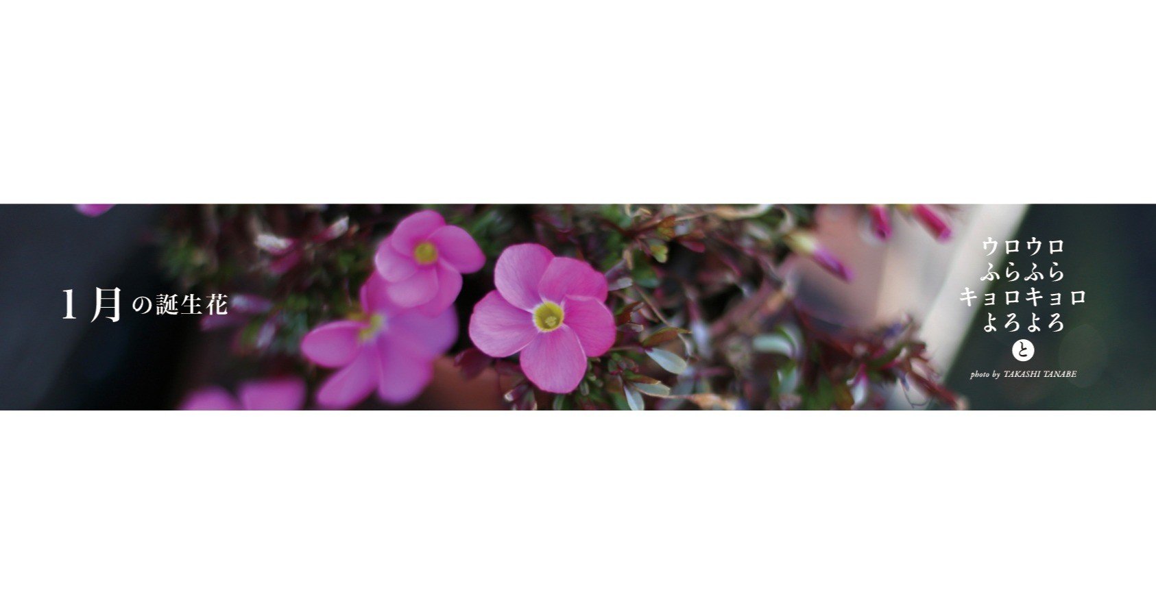 1月の誕生花と花言葉 常緑高木 Taku Note