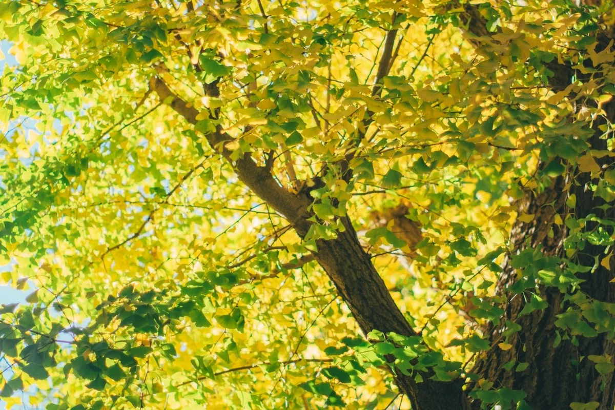 画像12