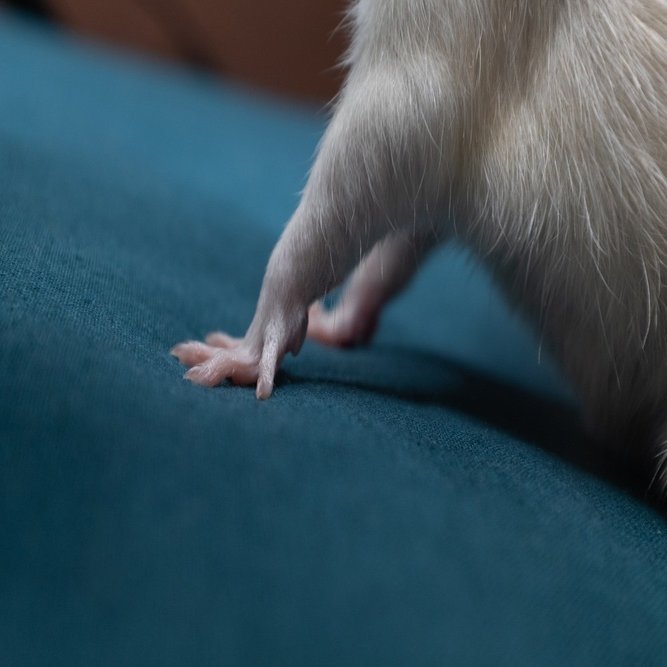 Te Amo ネズミの手のふしぎ Miomori ミオモリ Note