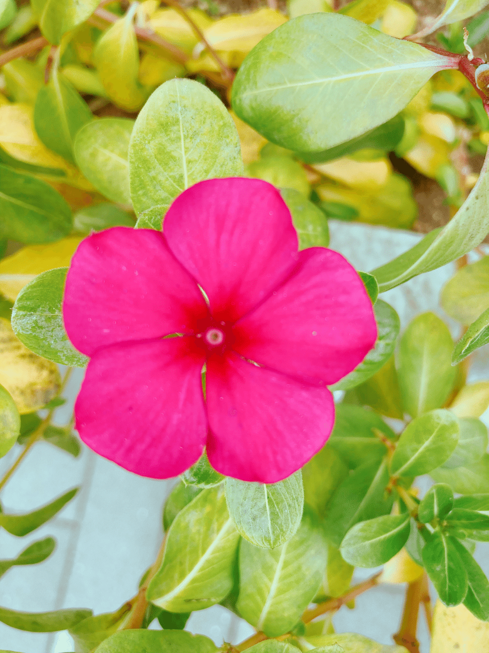ののの花 のの Note ののの花 のの Note