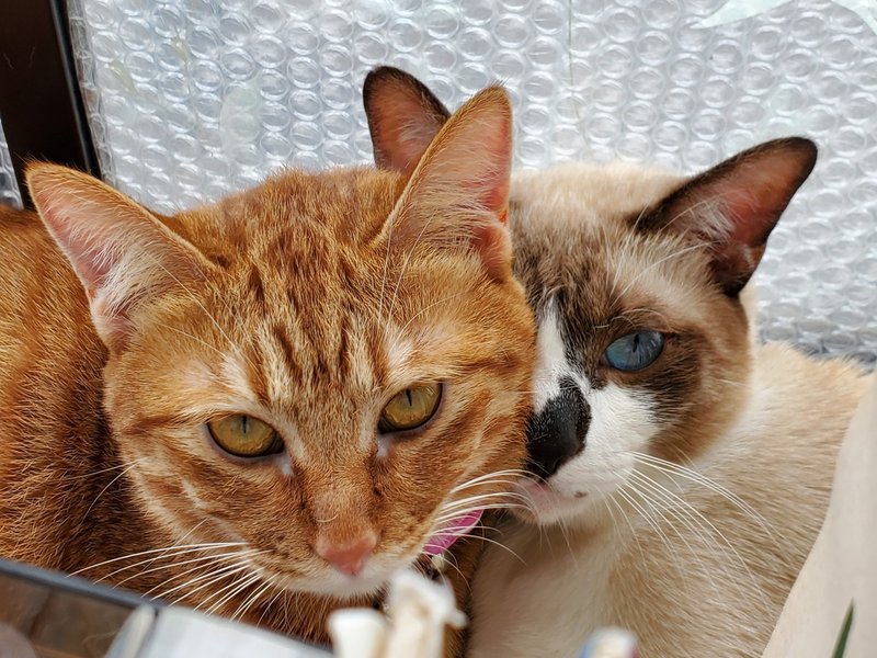 猫のおもちゃは 枝豆 でいい ウチ猫ばなし Tenebscuro Note
