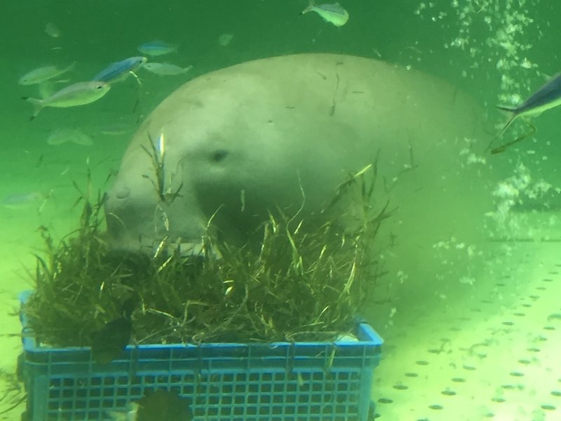 鳥羽水族館 最強説 Maiやん まいぼう Note