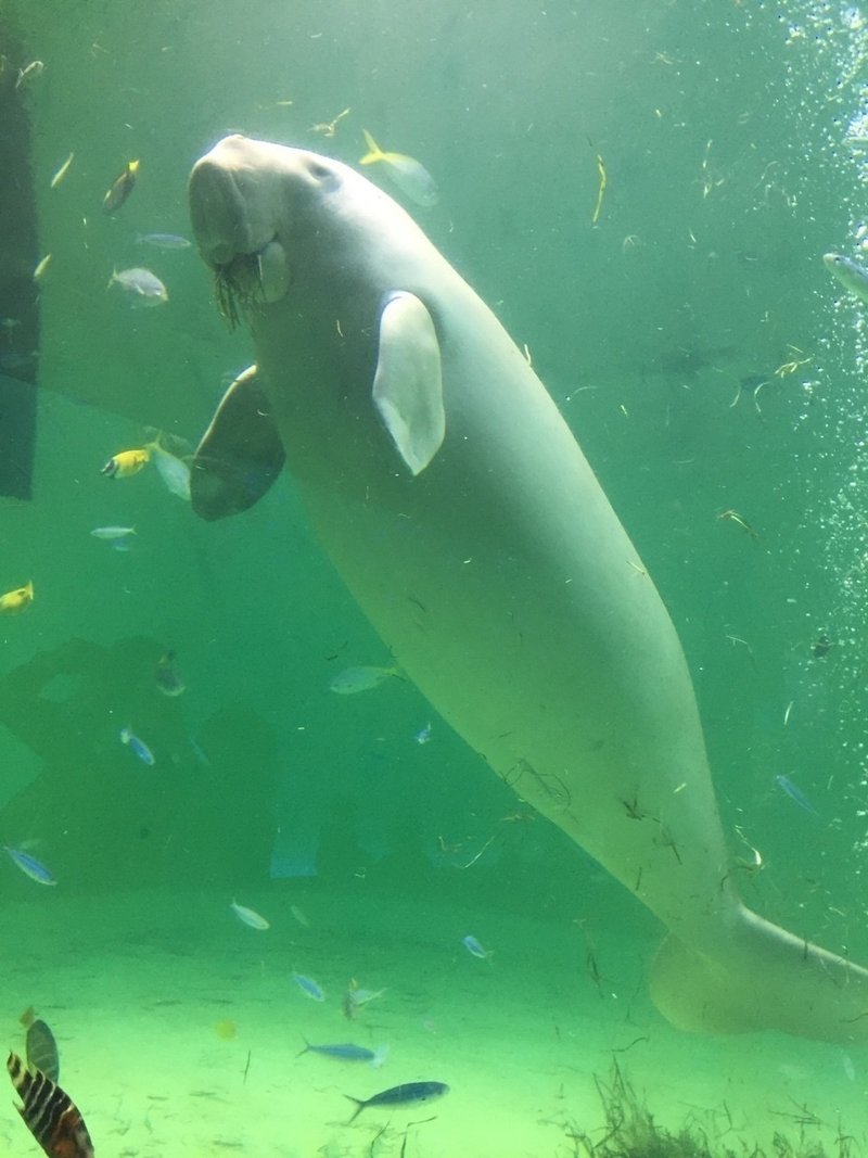 鳥羽水族館 最強説 Maiやん まいぼう Note