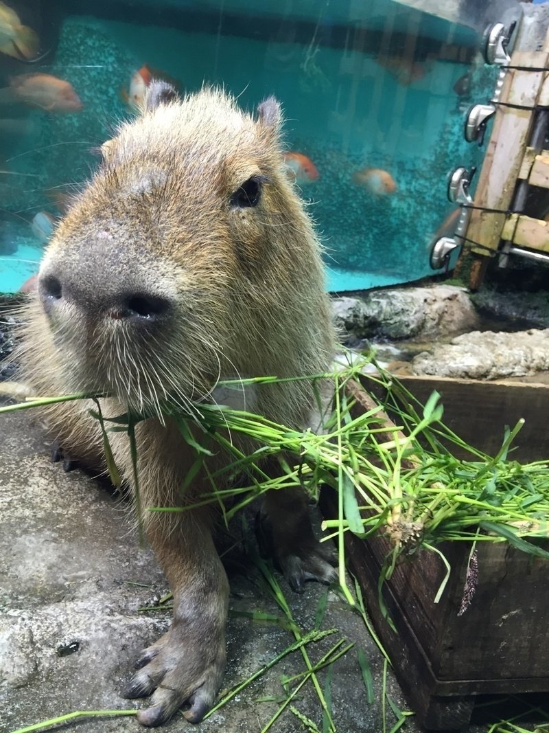 鳥羽水族館 最強説 Maiやん まいぼう Note