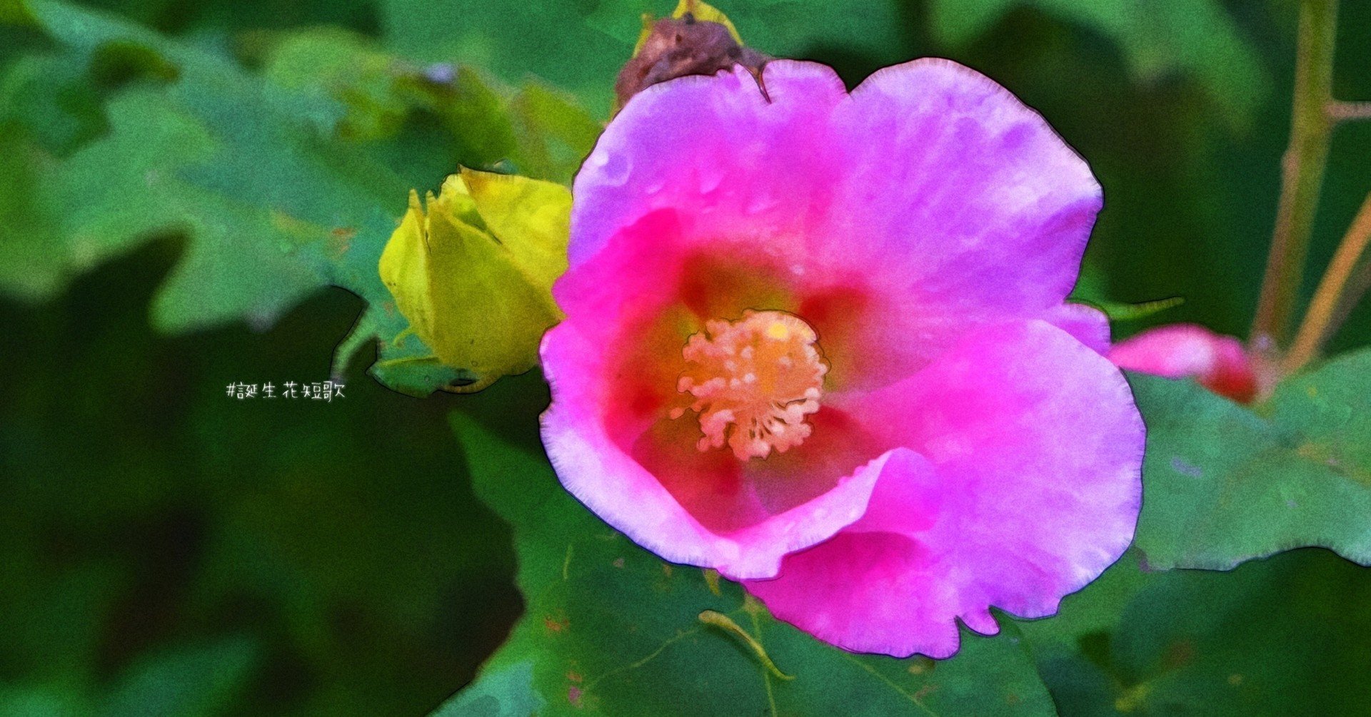 11月10日 誕生花は芙蓉 誕生花短歌 御子柴 流歌 Note