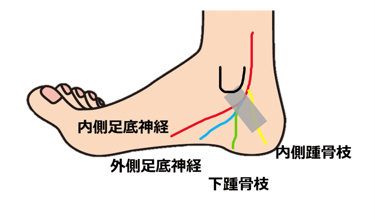 知らなくていい 外側足底神経 内側踵骨枝 下内側枝 Y K Note 知らなくていい 外側足底神経 内側踵骨枝 下内側枝 Y K Note