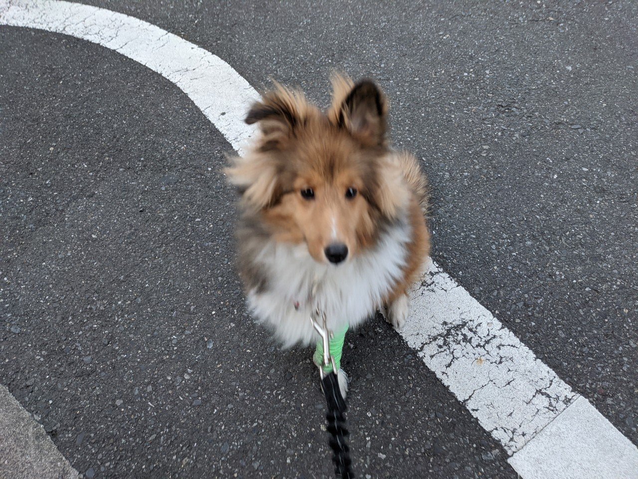 おはようございます 朝の犬散歩に行ってきました 雲の少ない青空ですが なんとなくまだ暗い様子でした 今日は少し時間が遅かったので 踏切がなかなかあかず 渡らずに戻ってきたので短めでした 朝静寂の 眼科医mayu コーチングプレイス認定コーチ ピラティス