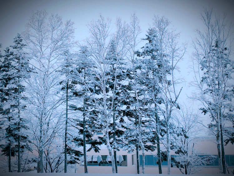 朝、カーテンを開けると木々に雪が降り積もっていました。溶けて、積もって、溶けて…を繰り返して、冬本番に入ります。